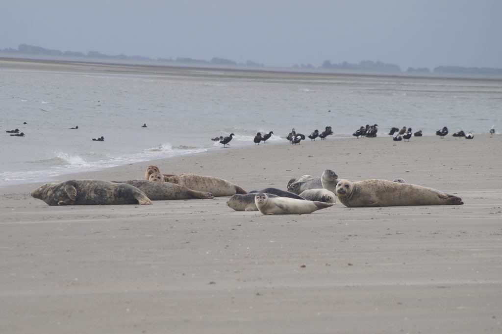 Zeehondentocht